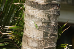 Phelsuma inexpectata