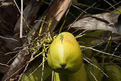 Phelsuma inexpectata