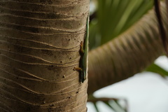 Phelsuma inexpectata