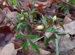 Anemonoides nemorosa