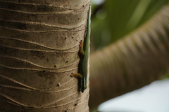 Phelsuma inexpectata