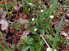 Anemonoides nemorosa