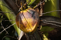 Phelsuma inexpectata