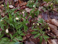 Anemonoides nemorosa