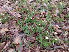 Anemonoides nemorosa