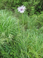 Tragopogon eriospermus