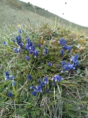 Polygala calcarea