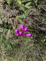 Anacamptis papilionacea