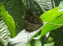 Archaeoprepona chromus