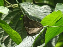 Archaeoprepona chromus