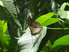 Archaeoprepona chromus