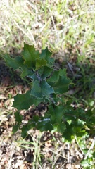 Quercus × ganderi