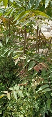 Ailanthus altissima