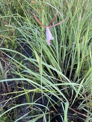 Cleistesiopsis divaricata