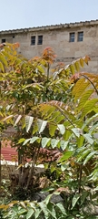 Ailanthus altissima