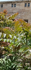 Ailanthus altissima