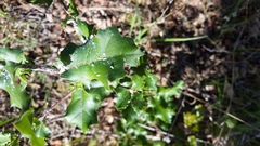 Quercus × ganderi