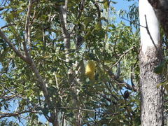 Banksia dentata