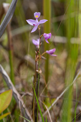 Calopogon