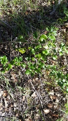 Quercus × ganderi