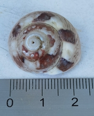 Gibbula magus