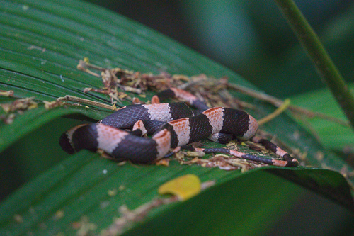 Two-colored Snail-eater