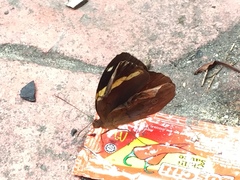 Xanthotaenia busiris