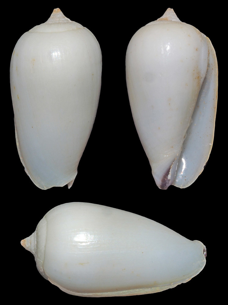 Imbricariopsis conovula