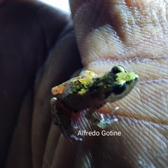 Arthroleptis troglodytes