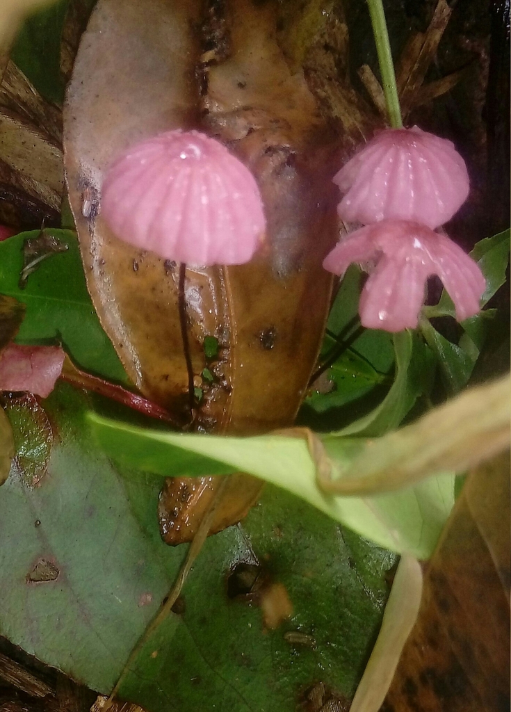 Marasmius haematocephalus · December 2021 · photo: © matheus252 (iNaturalist, CC)