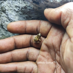 Arthroleptis troglodytes