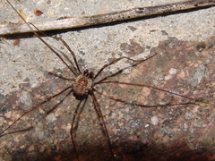 Dasylobus graniferus