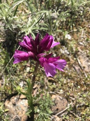 Anacamptis papilionacea