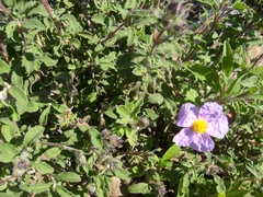 Cistus creticus