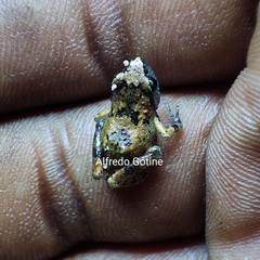 Arthroleptis troglodytes