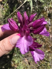 Anacamptis papilionacea
