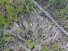 Prangos odontalgica