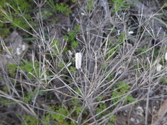 Prangos odontalgica