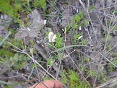 Prangos odontalgica