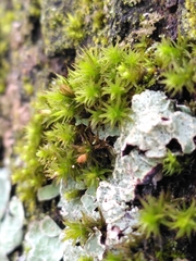 Orthotrichum stramineum