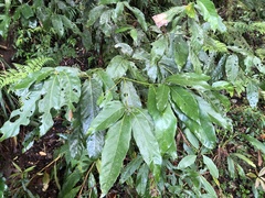Lithocarpus lepidocarpus
