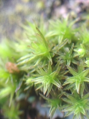 Orthotrichum stramineum
