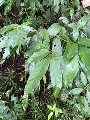 Lithocarpus lepidocarpus