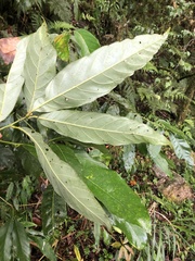 Lithocarpus lepidocarpus