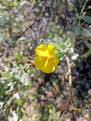 Cistus atriplicifolius