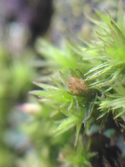 Orthotrichum stramineum