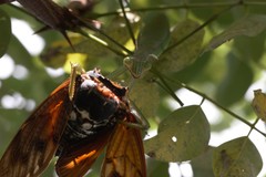 Tenodera sinensis