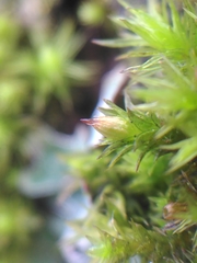 Orthotrichum stramineum