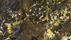 Gloiosphaera