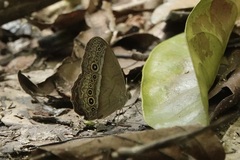 Mycalesis orseis